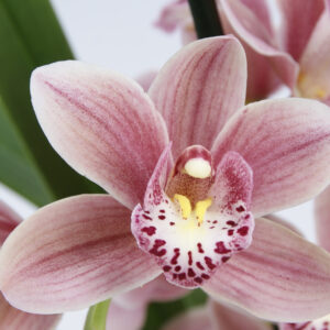 B10-Cymbidium Midi “Pink Perfection”: piante adulte senza fiori nel vaso 14 cm.-possibilita’ di comprare anche il terriccio per il rinvaso