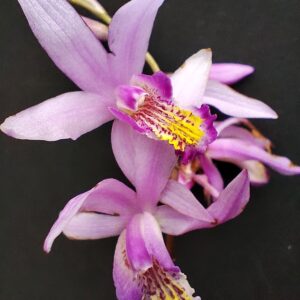 C4-Bletilla “Striata” – orchidea da guardino-senza fiori