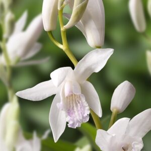 C5-Bletilla “Striata Alba” – orchidea perenne da giardino-senza fiori-resiste al gelo