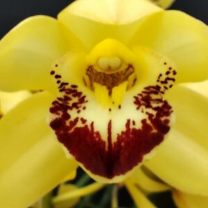 B16-Pianta n.13-Cymbidium  mix-colore giallo- 4 rami