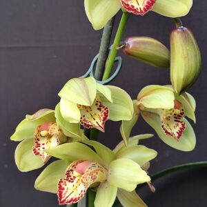 B16-Pianta n.8-Cymbidium  mix-colore verde- 2 rami